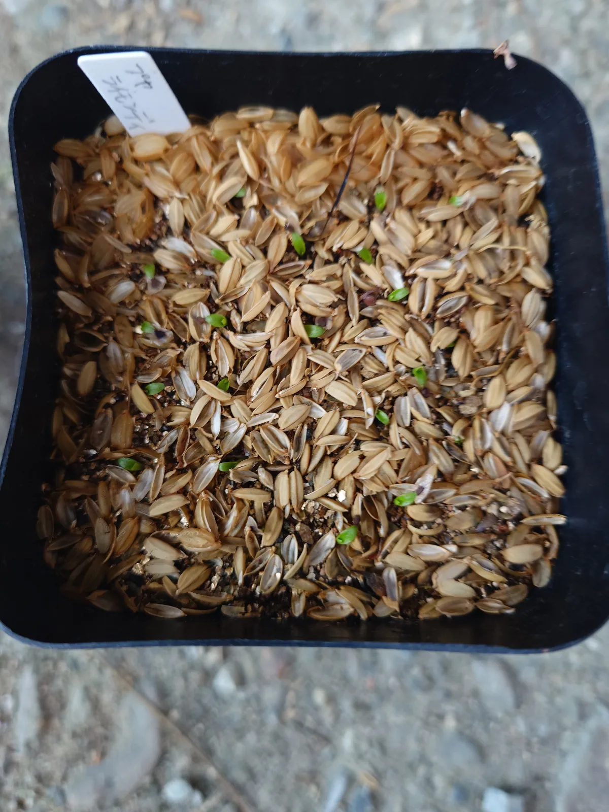 Puya raimondii (プヤ レイモンディ)