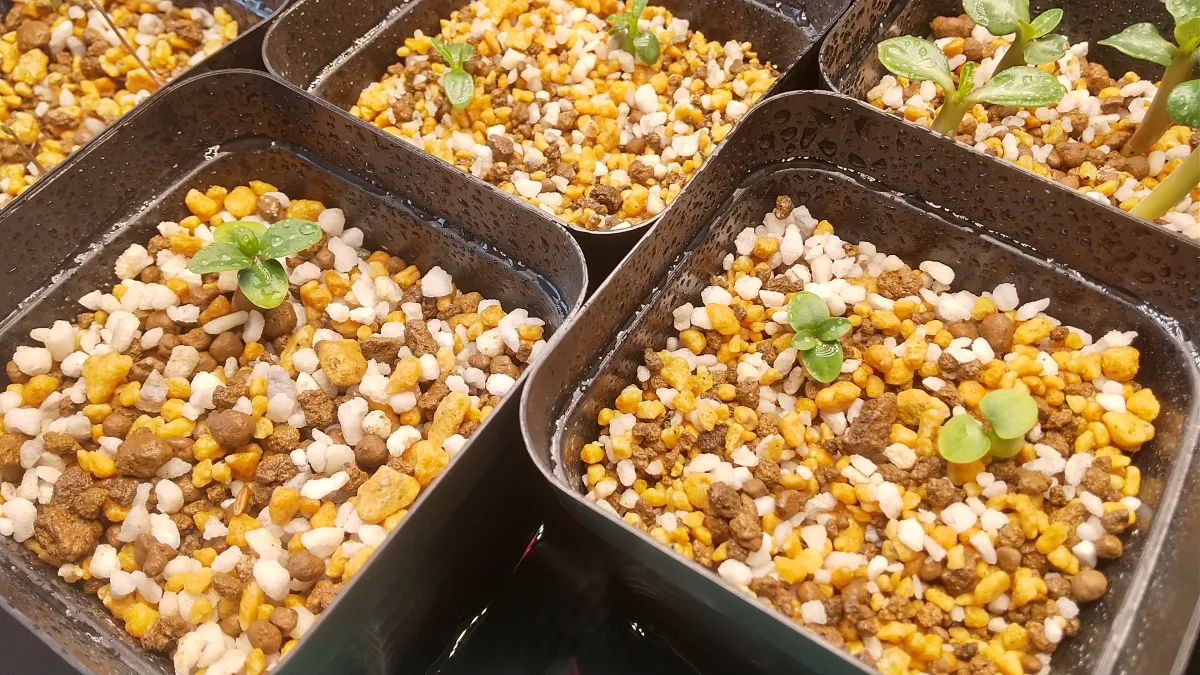 Pachypodium succulentum (パキポディウム サキュレンタム 天馬空)