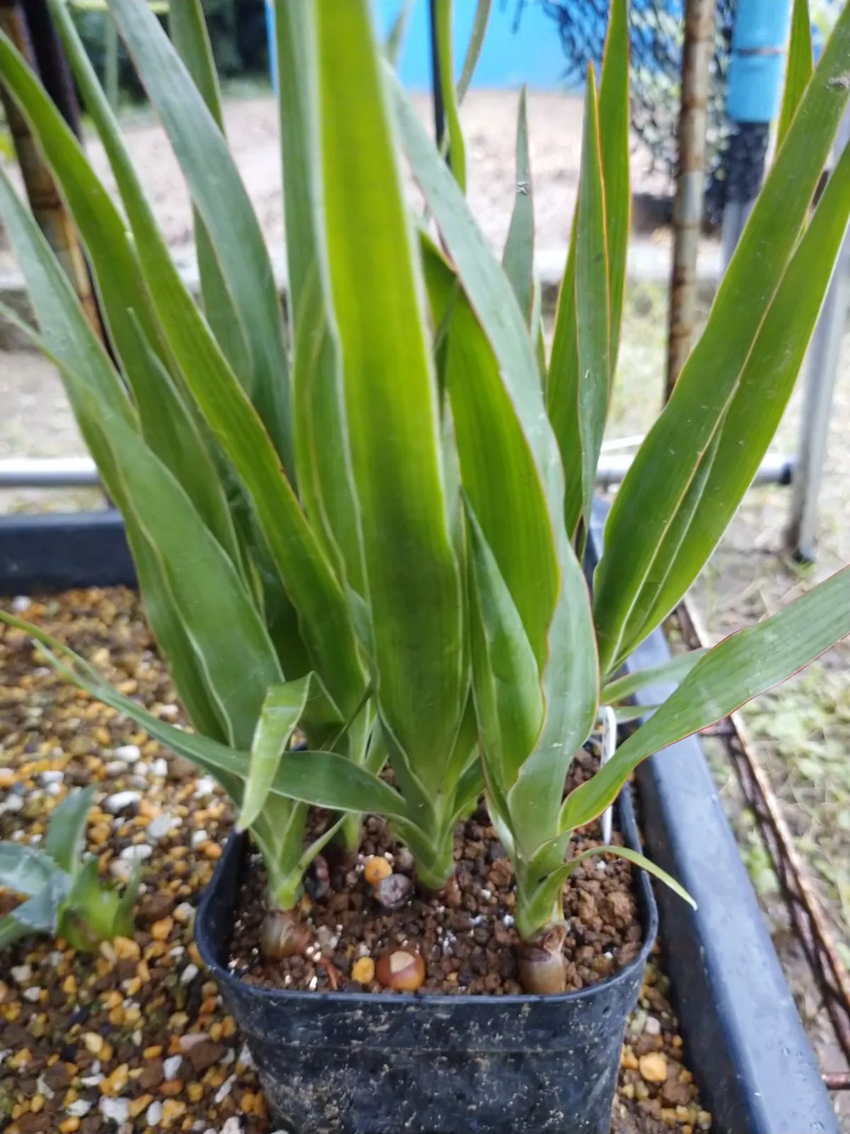 Dracaena draco subsp. draco (ドラセナ ドラコ)