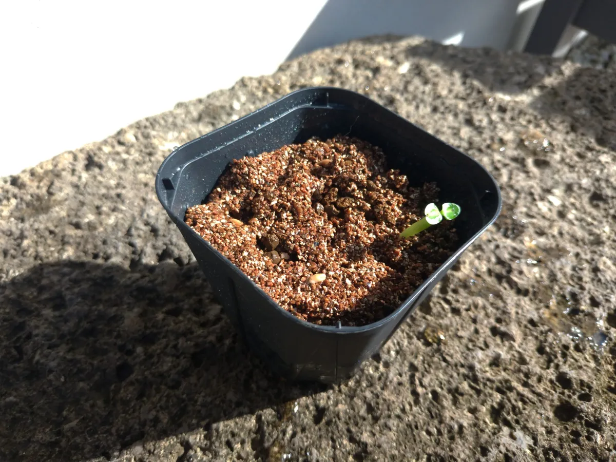 パキポディウム ビスピノーサム