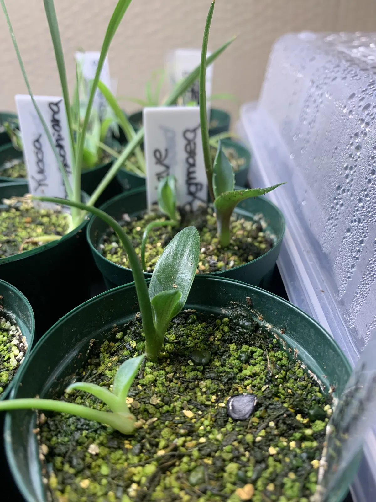 Agave seemanniana (アガベ ピグマエア)