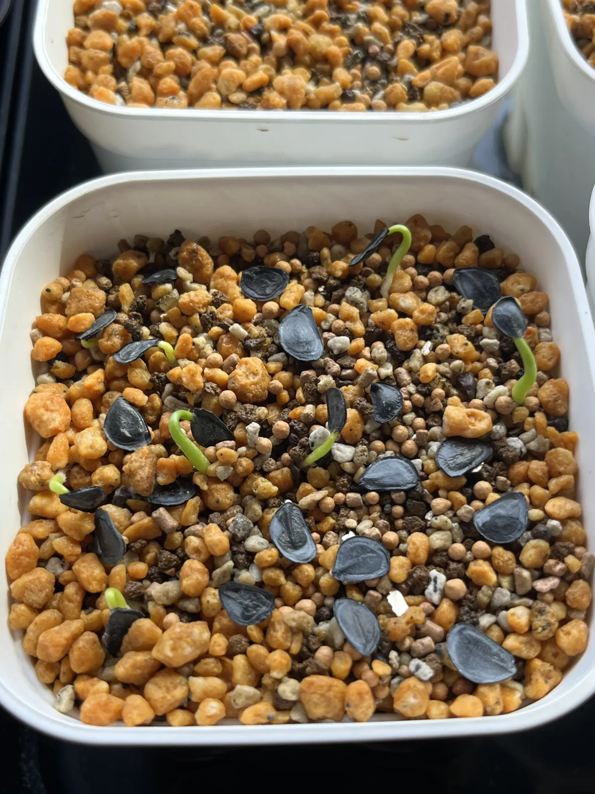 Agave montana (アガベ モンタナ)