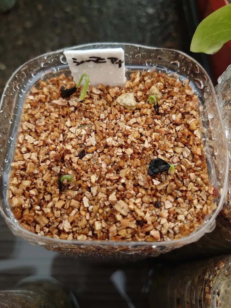 Agave seemanniana (アガベ シーマニアナ)