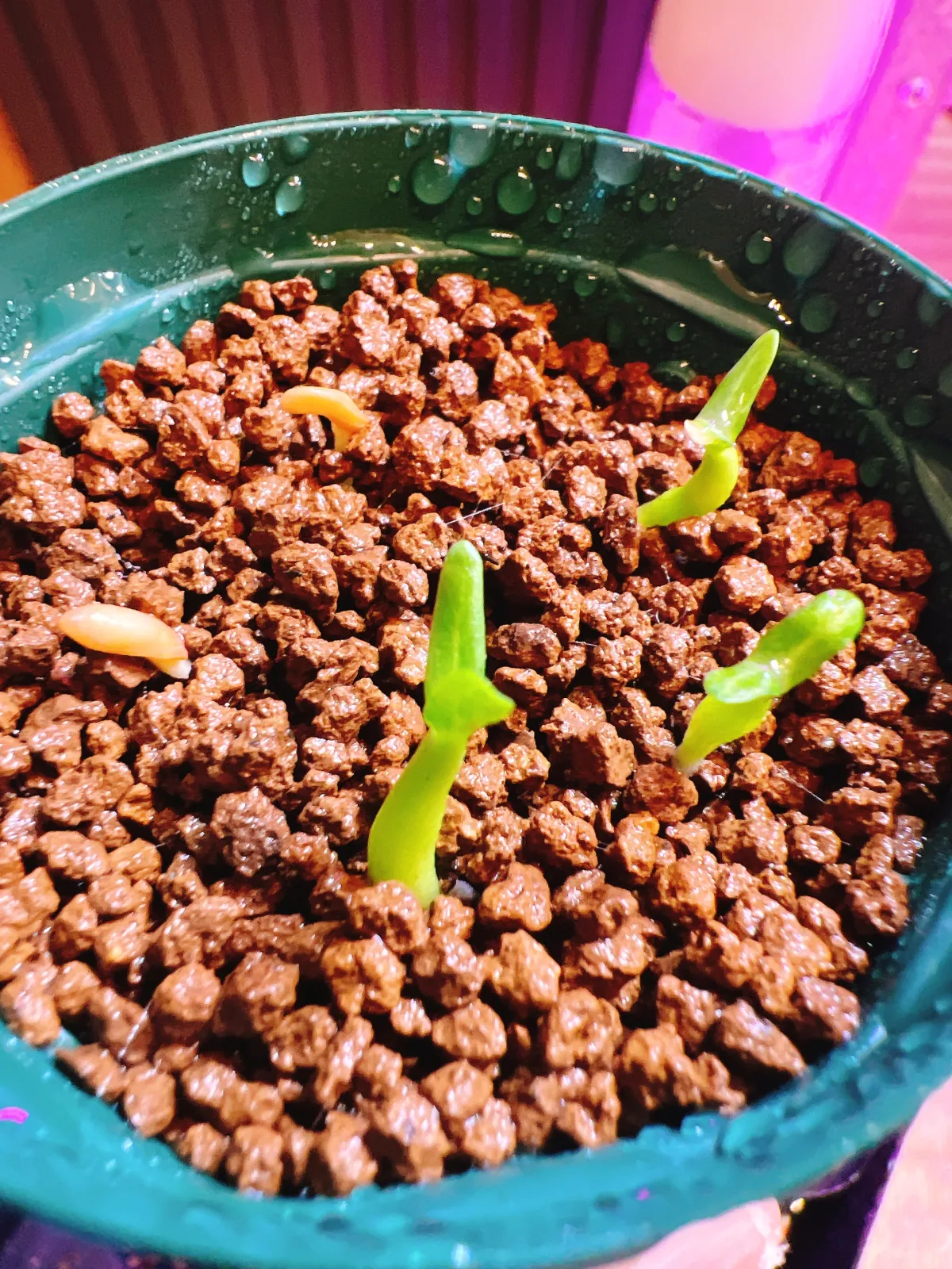 Pachypodium rosulatum ssp. cactipes (パキポディウム カクチペス)