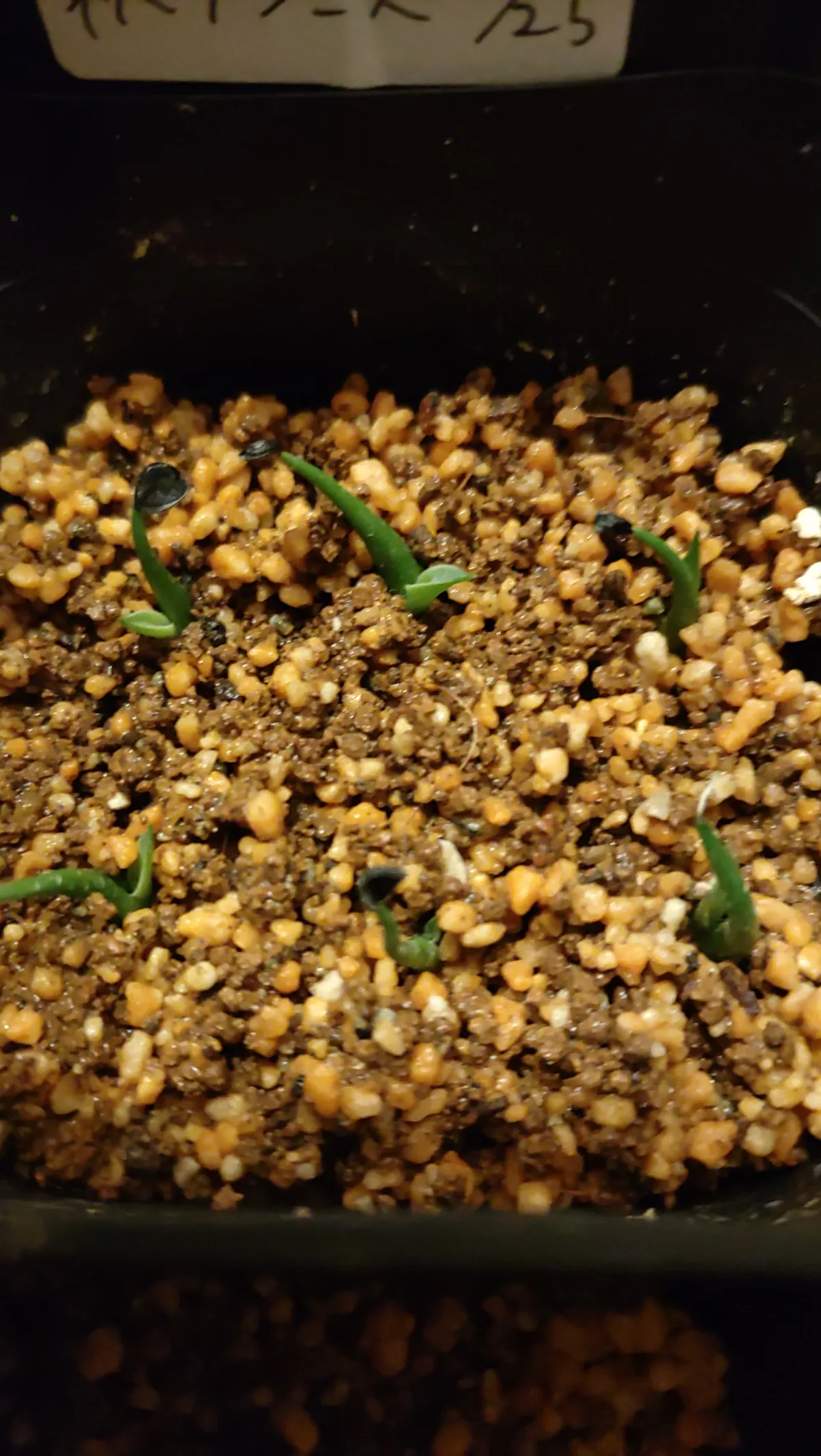 Agave utahensis ssp. utahensis 'Compacta' (アガベ ユタエンシスコンパクタ)