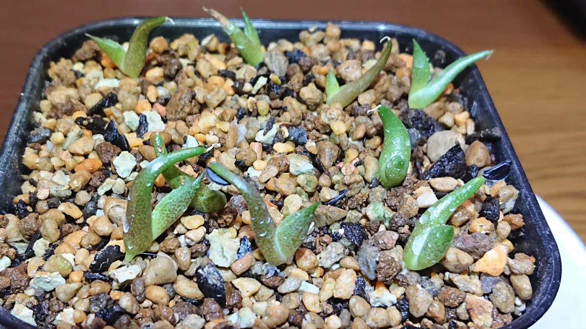 Agave oteroi (アガベ オテロイ)