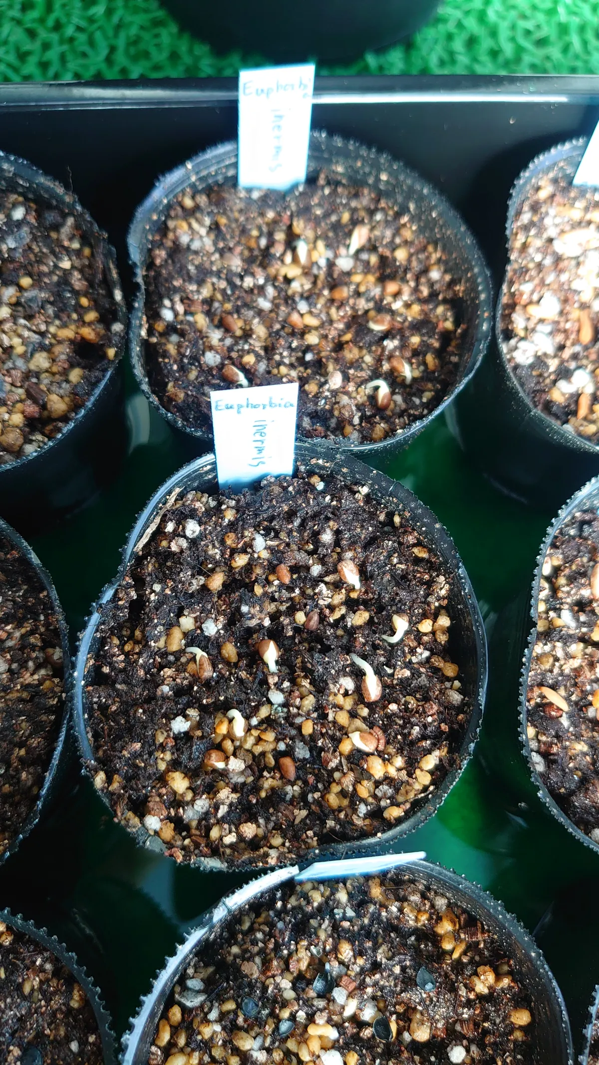 Euphorbia inermis var. huttonae (ユーフォルビア イネルミス 九頭竜)