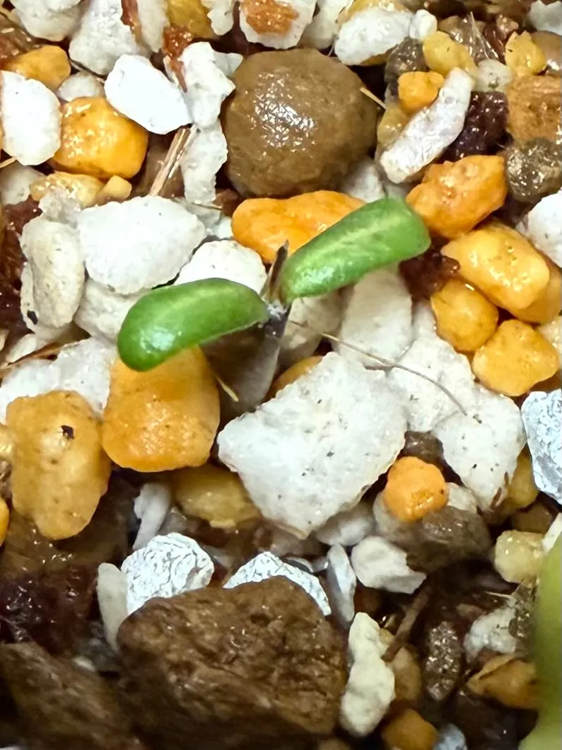 Pachypodium rosulatum var. gracilius (パキポディウム グラキリス)