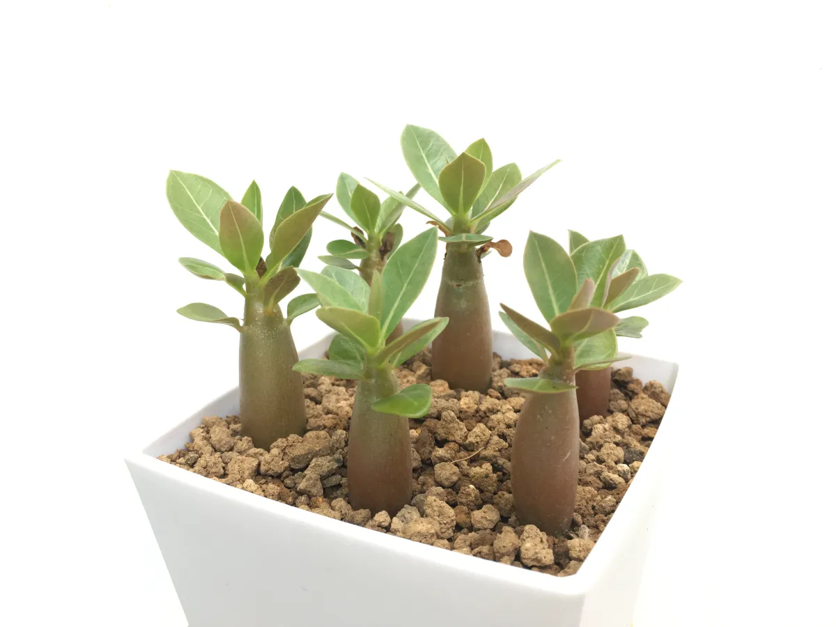 Adenium arabicum (アデニウム アラビカム イエメン)