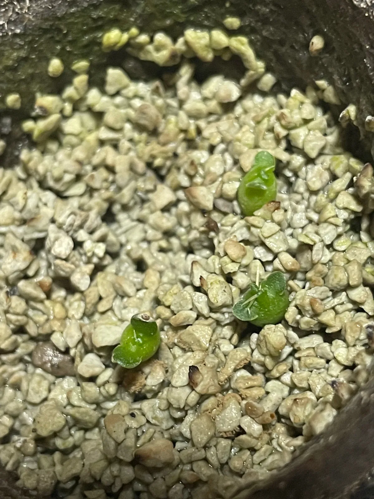 Euphorbia squarrosa (ユーフォルビア スクアローサ)