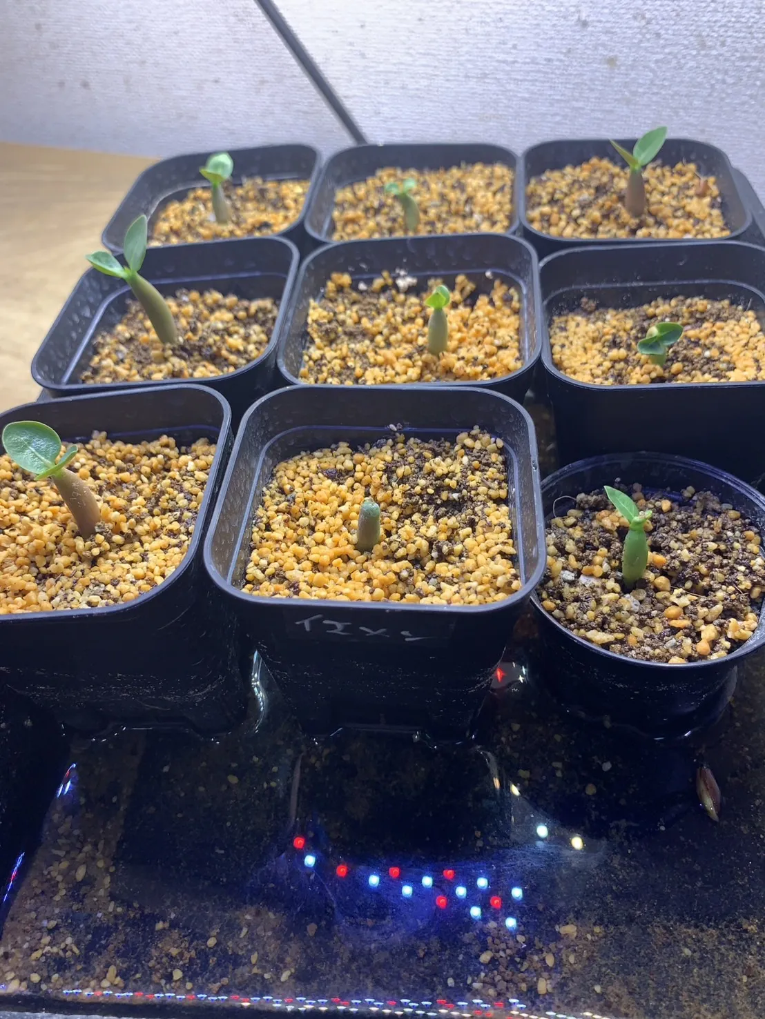 Adenium arabicum (アデニウム アラビカム イエメン)