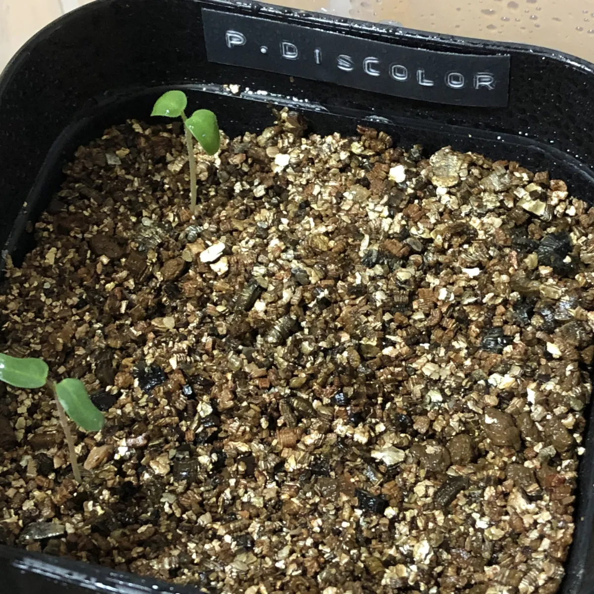 Pachycormus discolor (パキコルムス ディスカラー)