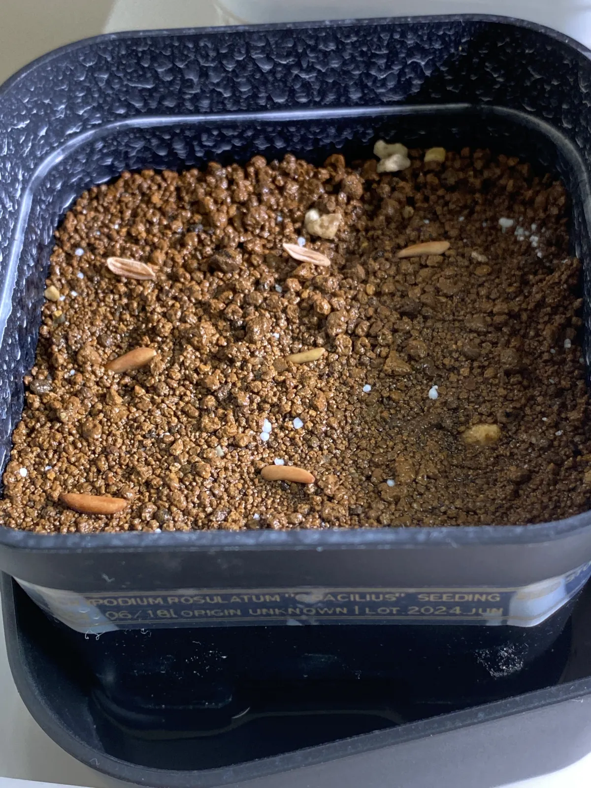 [無料種子] 発芽難 パキポディウム グラキリス　 Pachypodium rosulatum var. gracilius