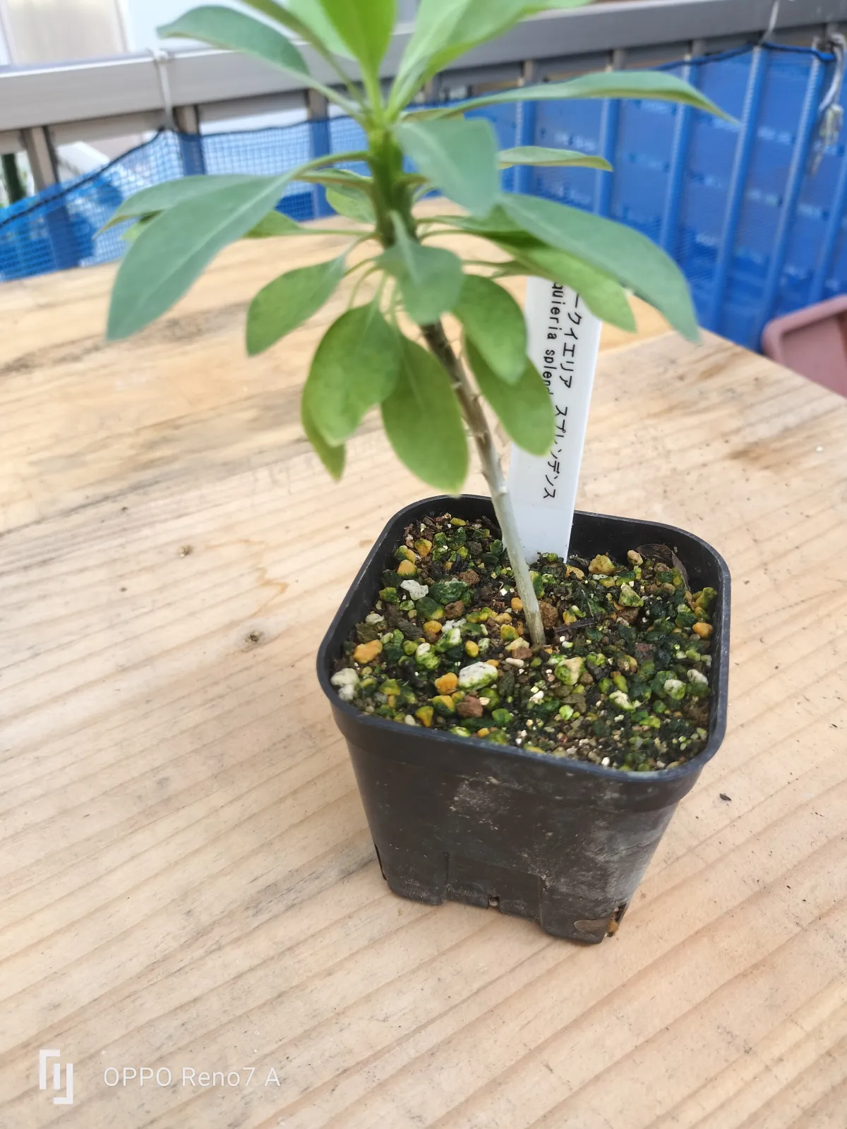 Fouquieria splendens ssp. splendens (フォークイエリア スプレンデンス)