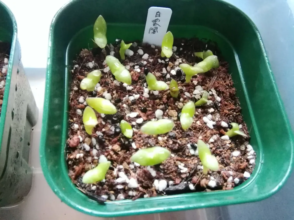 Pachycereus marginatus (パキセレウス 白雲閣)