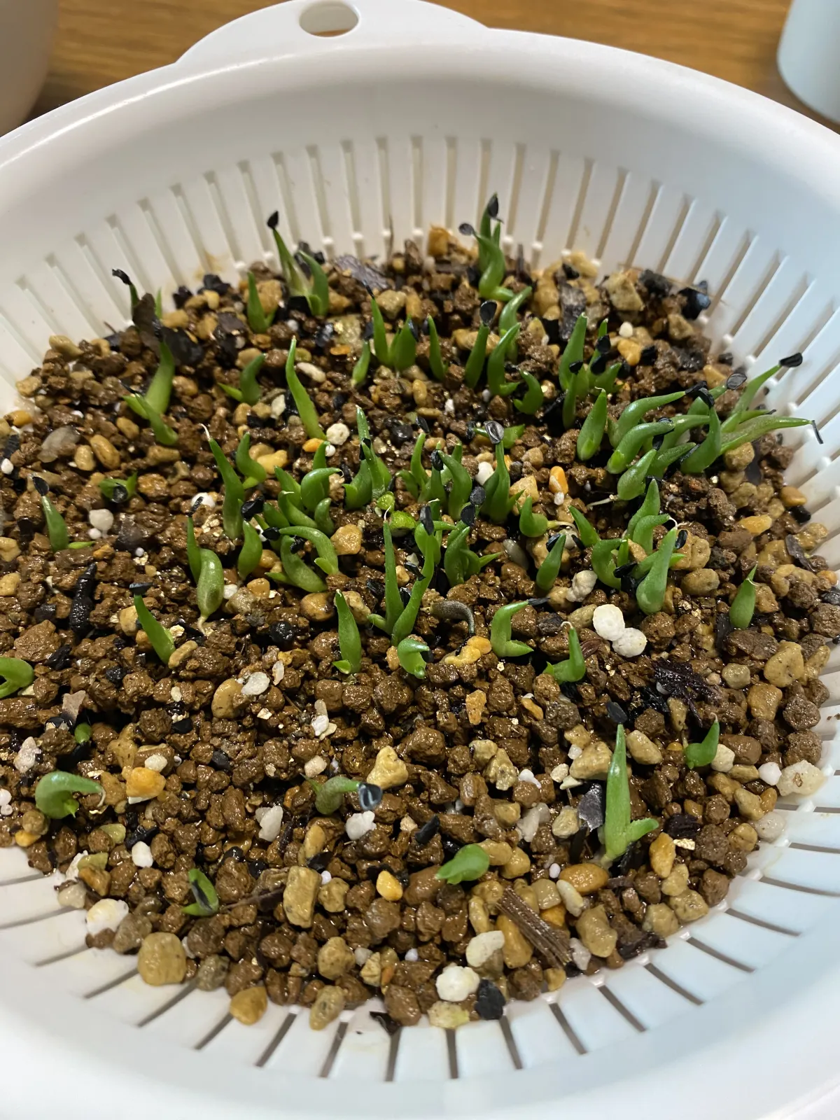 Agave oteroi (アガベ オテロイ)