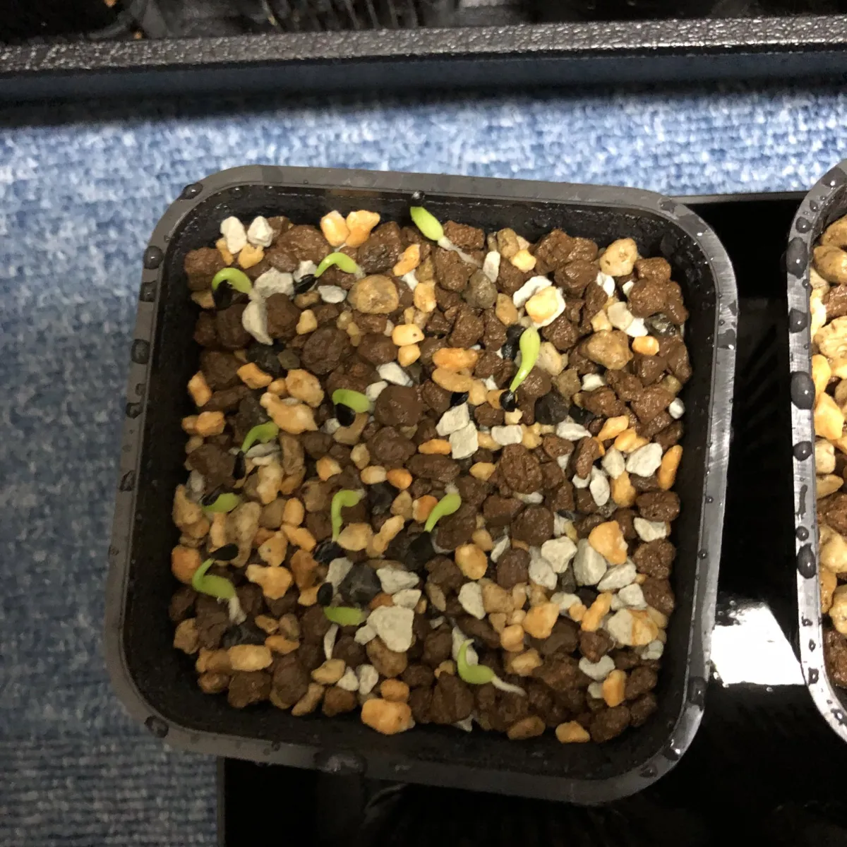 Agave victoriae-reginae 'Bustamante' (アガベ バスタマンテ)