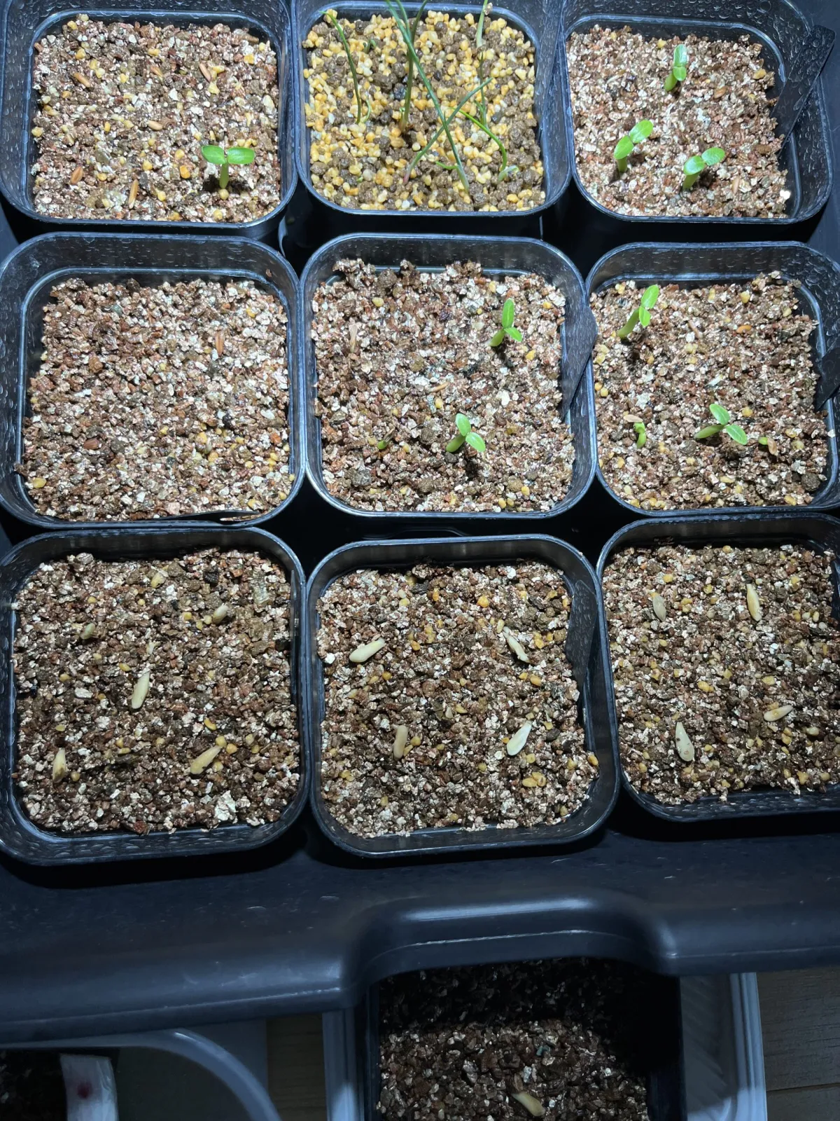 Pachypodium rosulatum var. eburneum (パキポディウム エブレネウム)