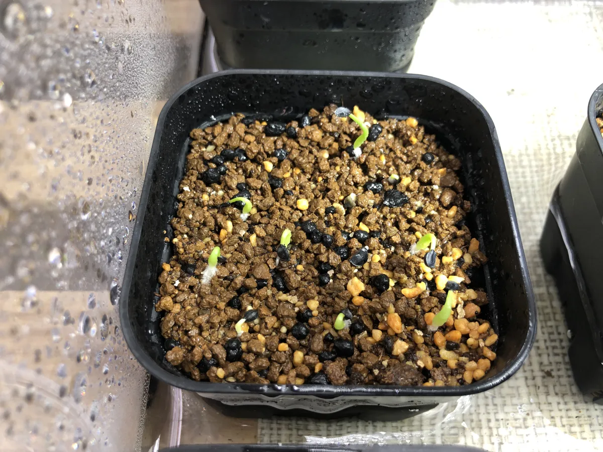 Agave horrida ssp. horrida (アガベ ホリダ)