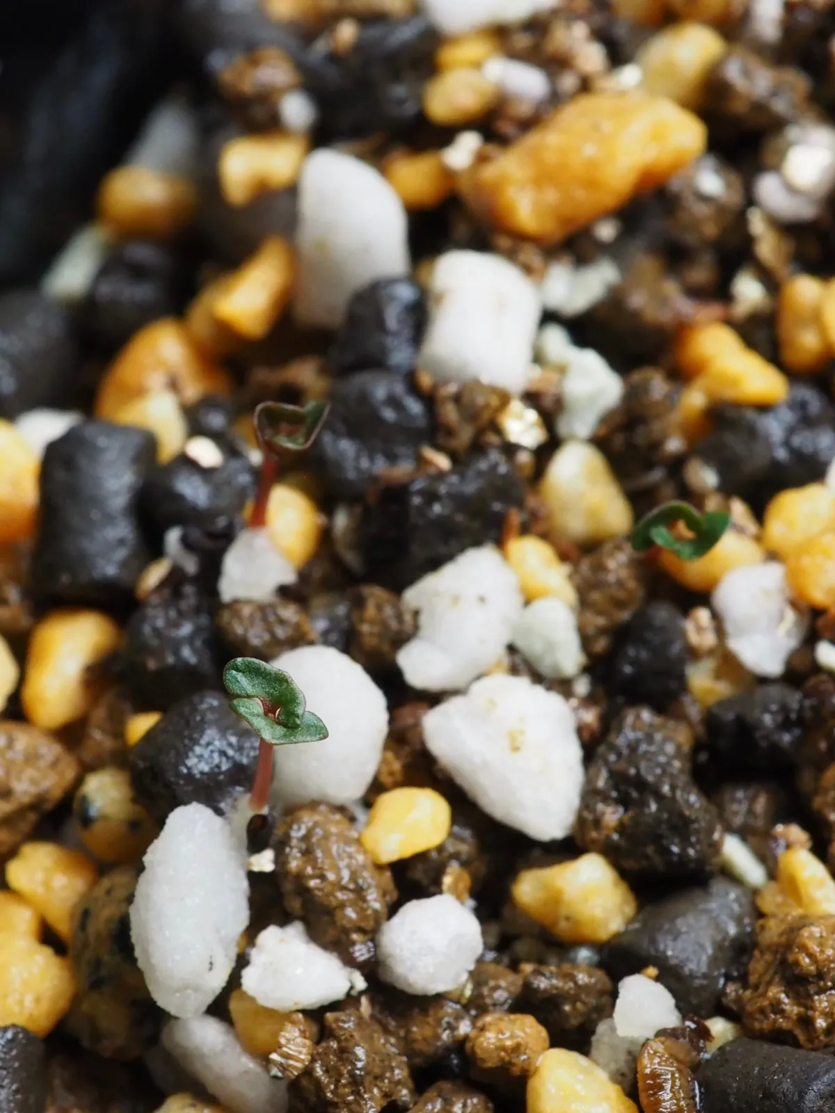 Eucalyptus cinerea (ユーカリ シネレア)