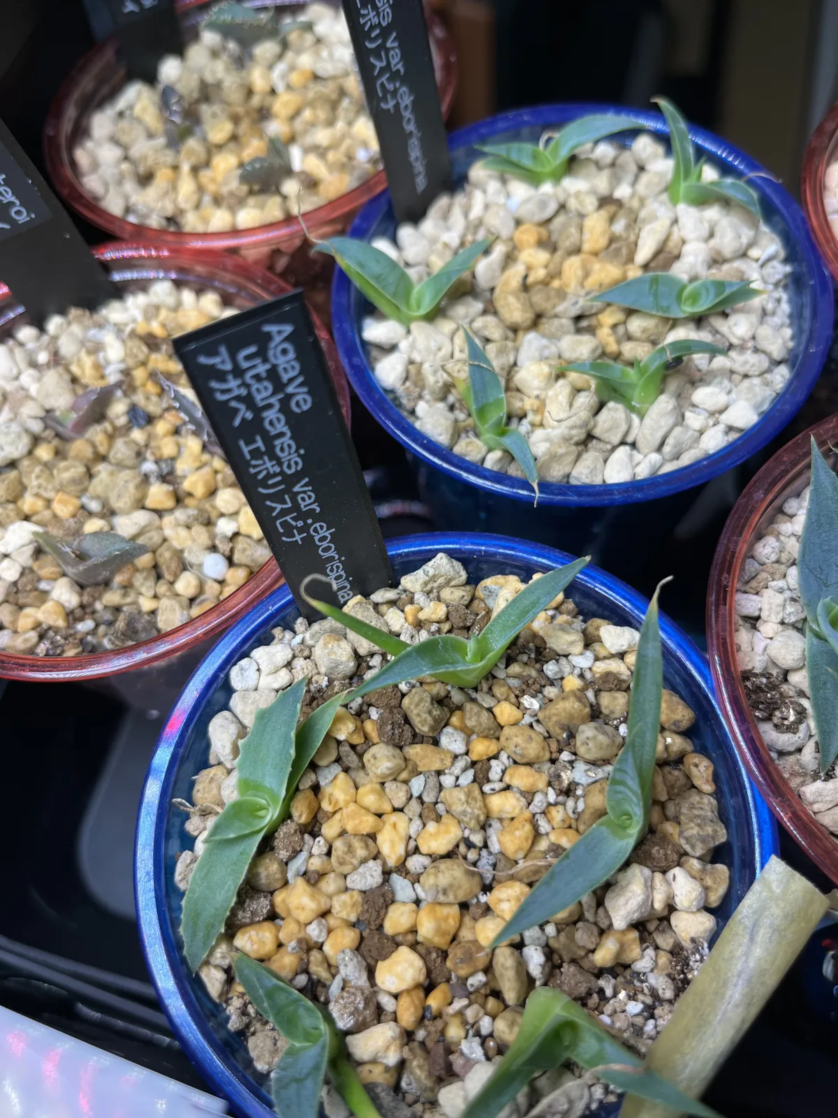 Agave utahensis var. eborispina (アガベ エボリスピナ)