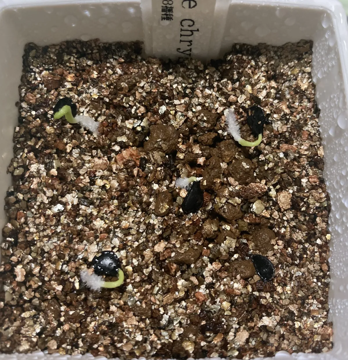 Agave chrysantha (アガベ クリサンサ)