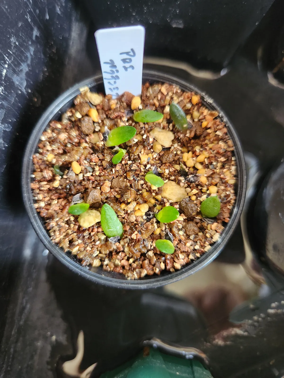 Aloe pratensis (アロエ プラテンシス)