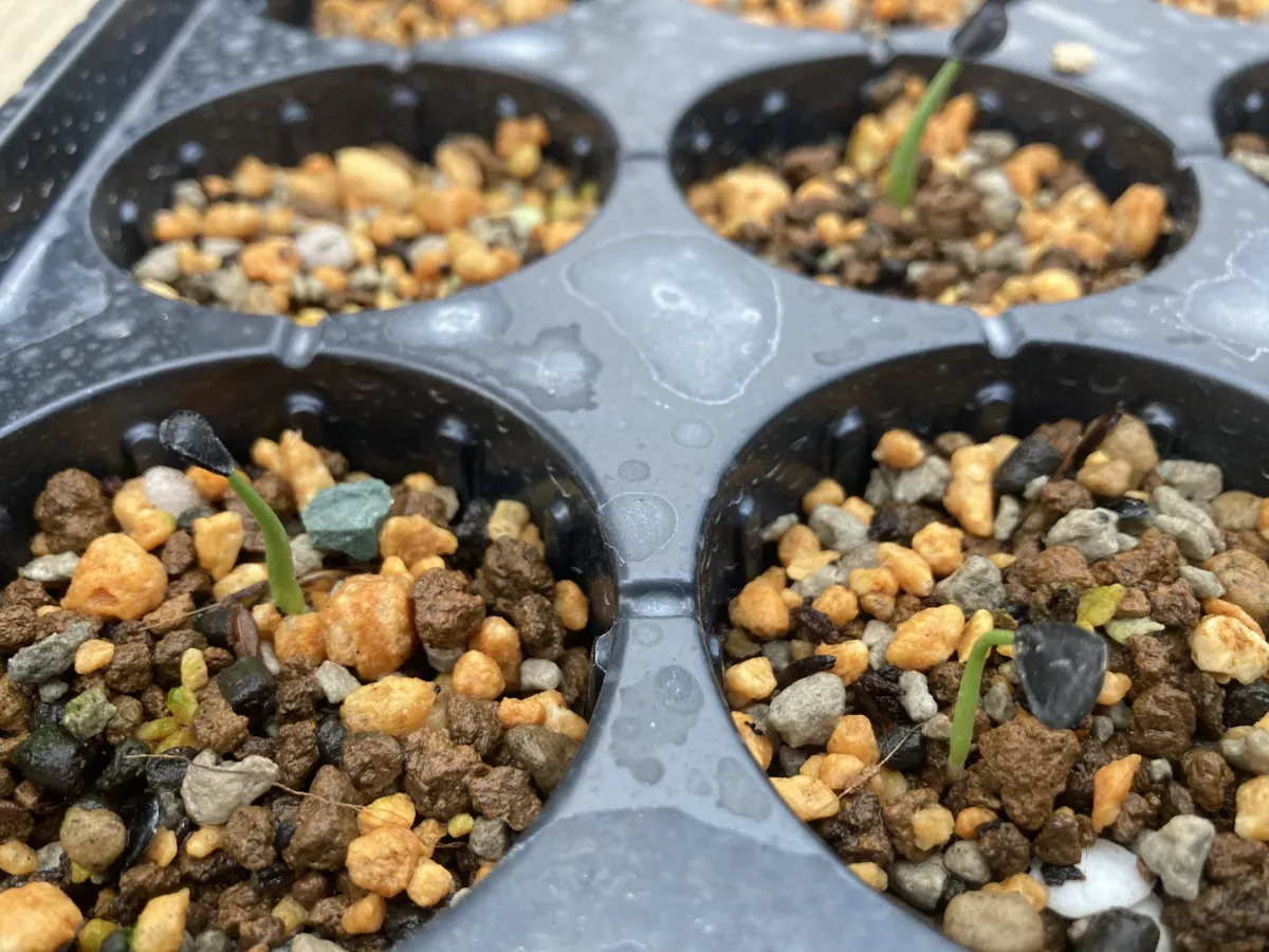 Agave montana (アガベ モンタナ)