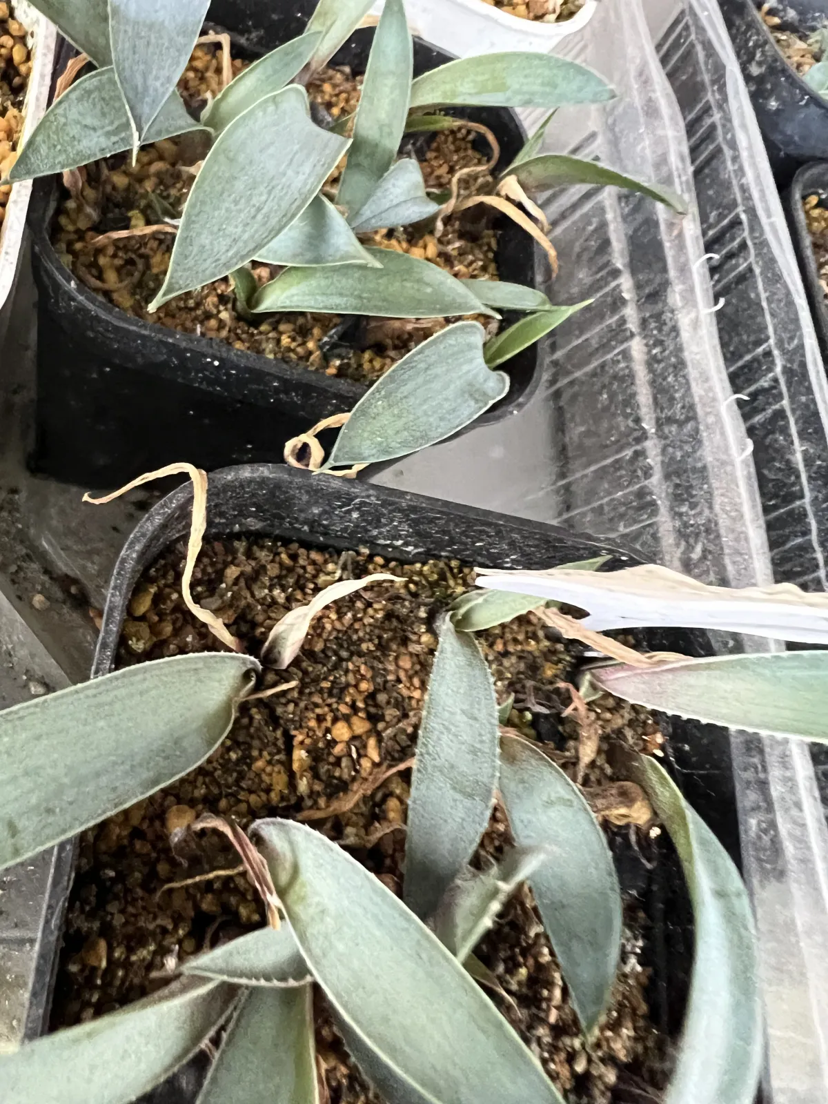 Agave americana ssp. americana (アガベ アメリカーナ)