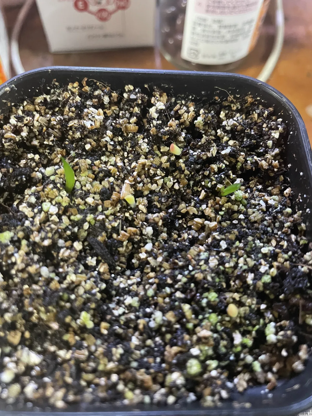 Astrophytum myriostigma 'Shikaku-Ranpo-Gyoku' (アストロフィツム 四角鸞鳳玉)