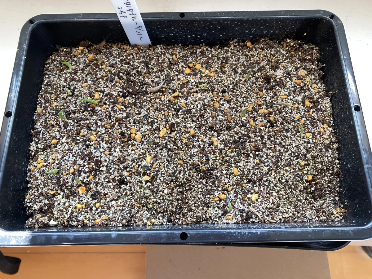 Agave titanota 'Blue' (アガベ チタノタブルー)