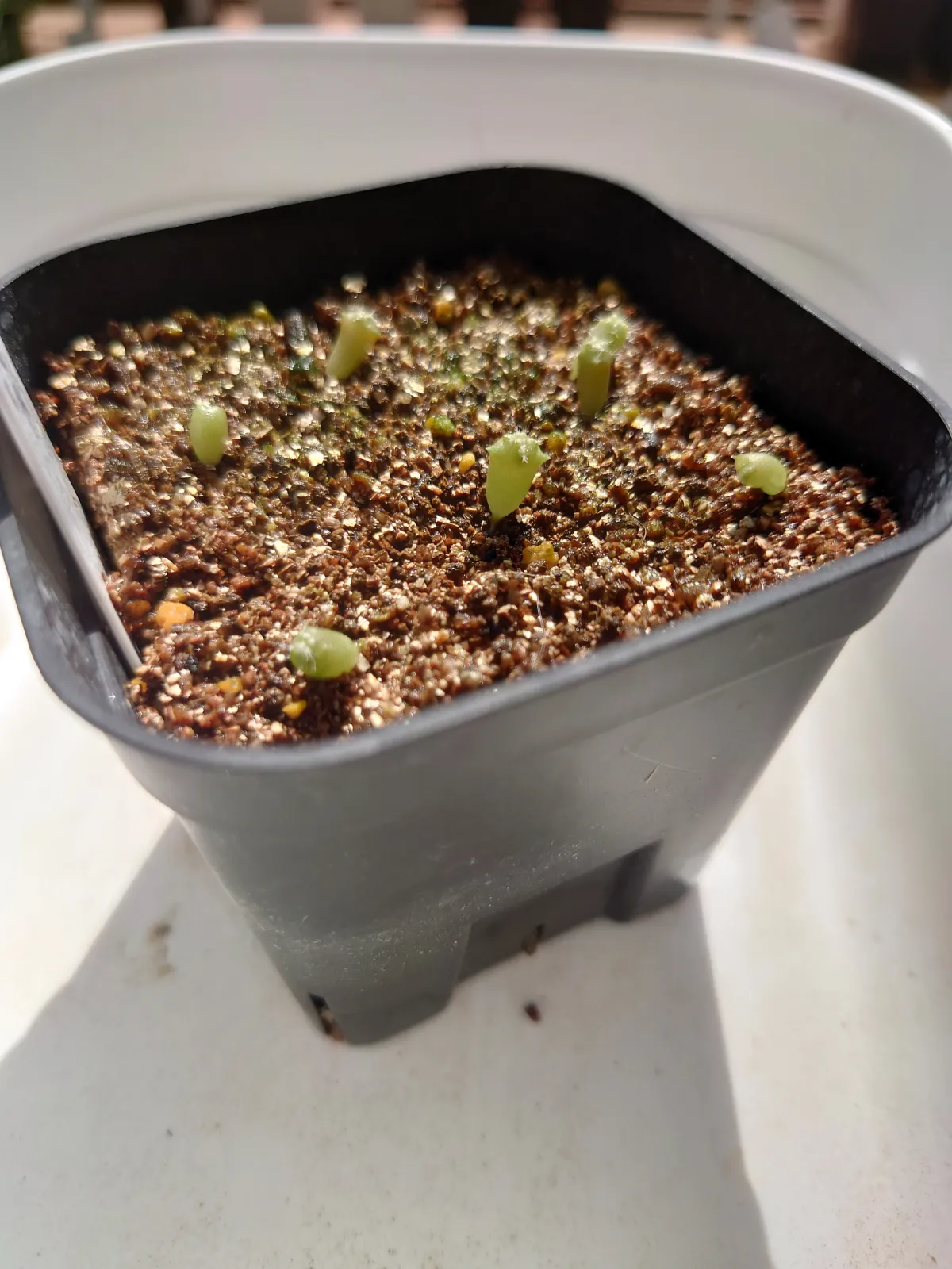 Ferocactus robustus (フェロカクタス ロブスタス)