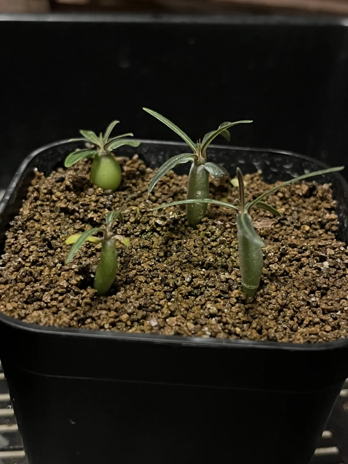Pachypodium rosulatum var. gracilius (パキポディウム グラキリス)