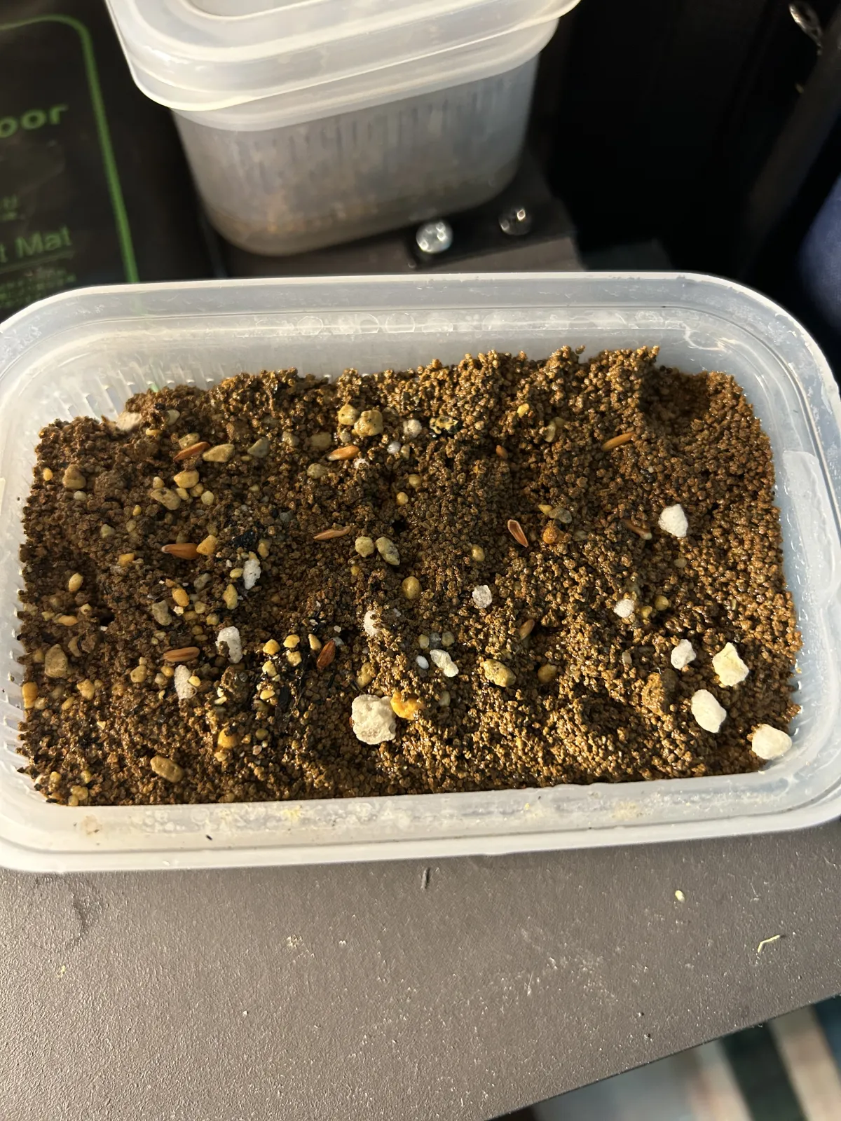 Pachypodium densiflorum var. brevicalyx (パキポディウム ブレビカリックス)