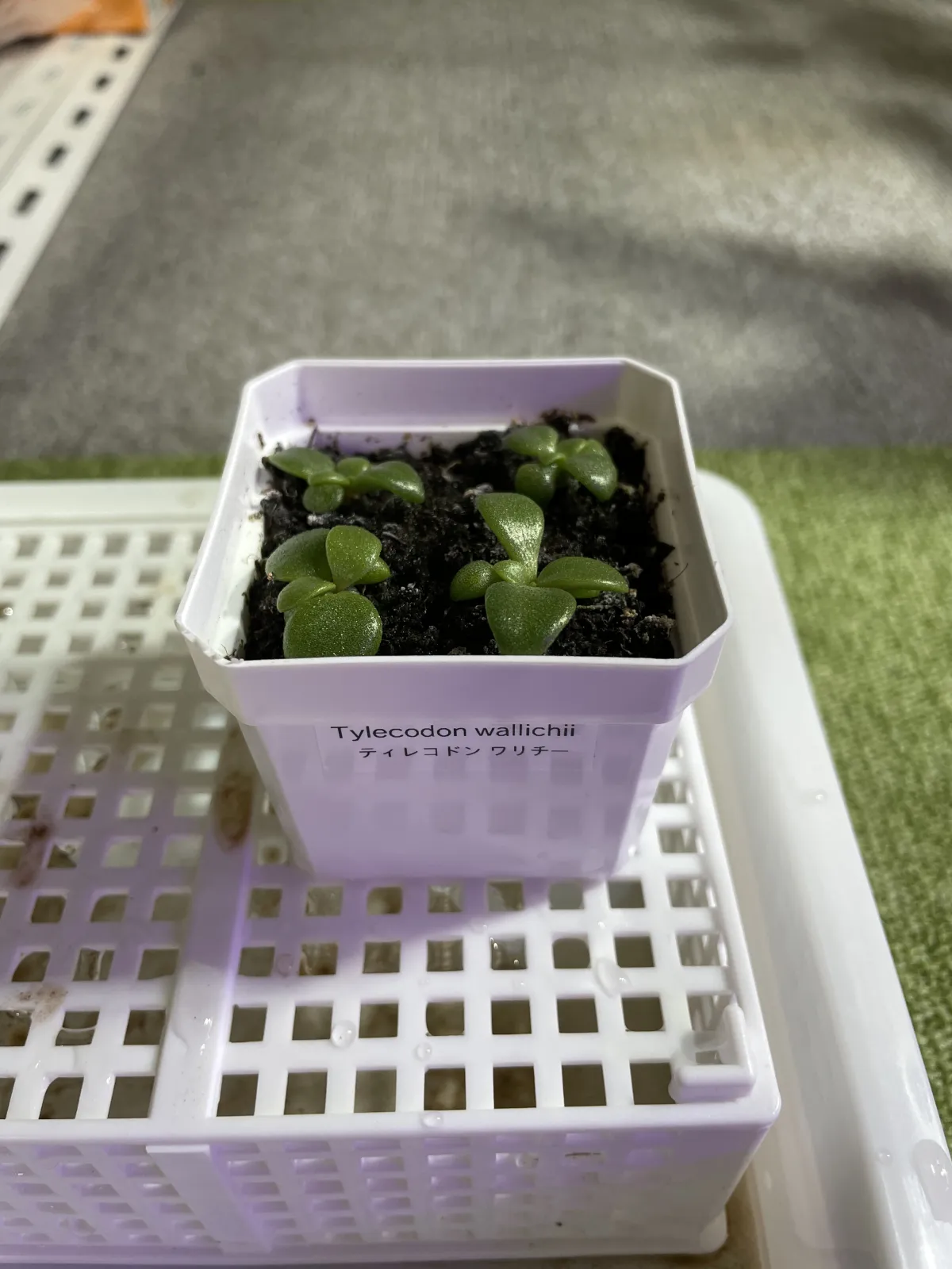 Tylecodon wallichii (ティレコドン ワリチー)