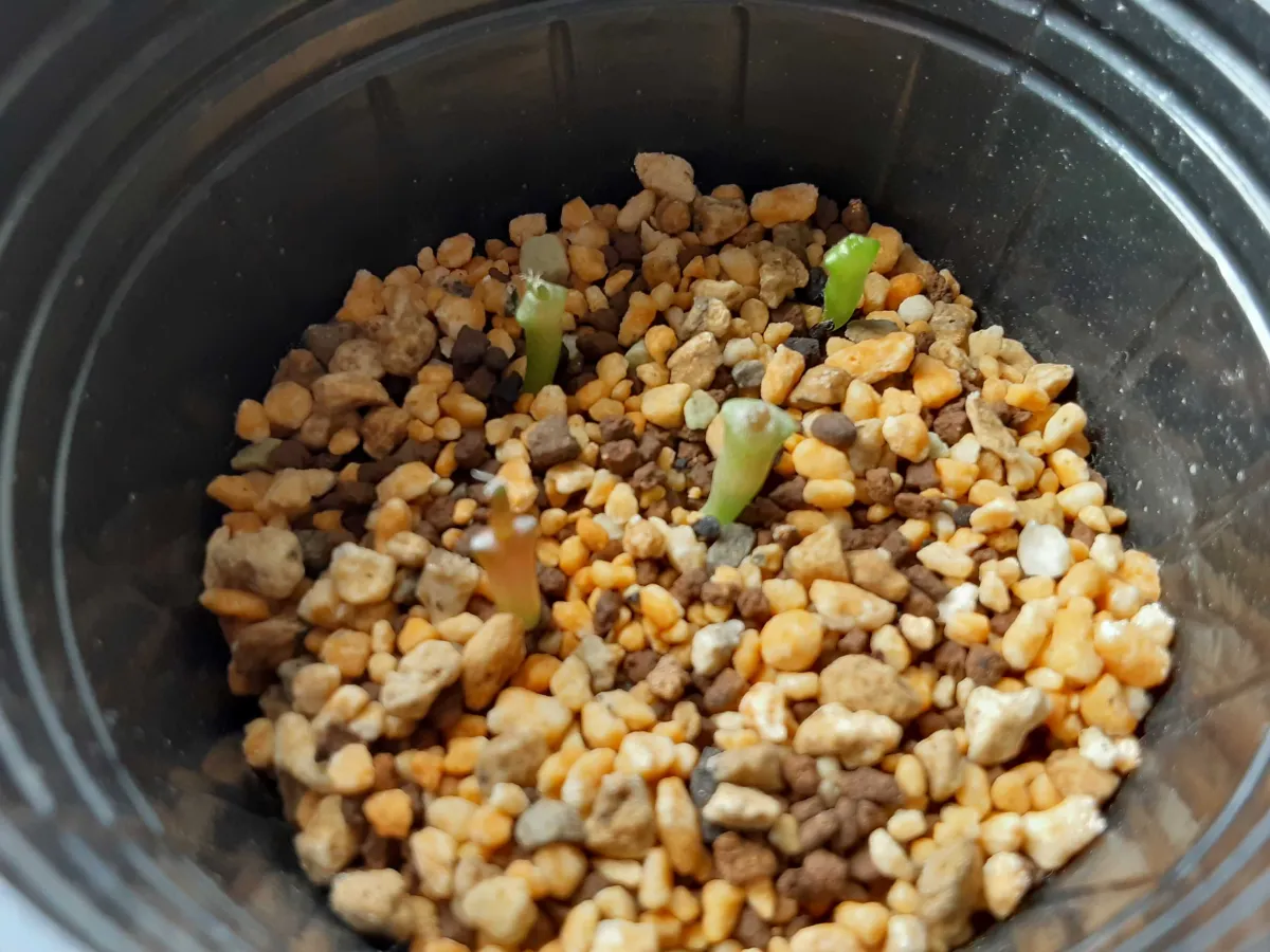 Ariocarpus retusus Seven Stars (アリオカルプス レツーサス 岩牡丹)