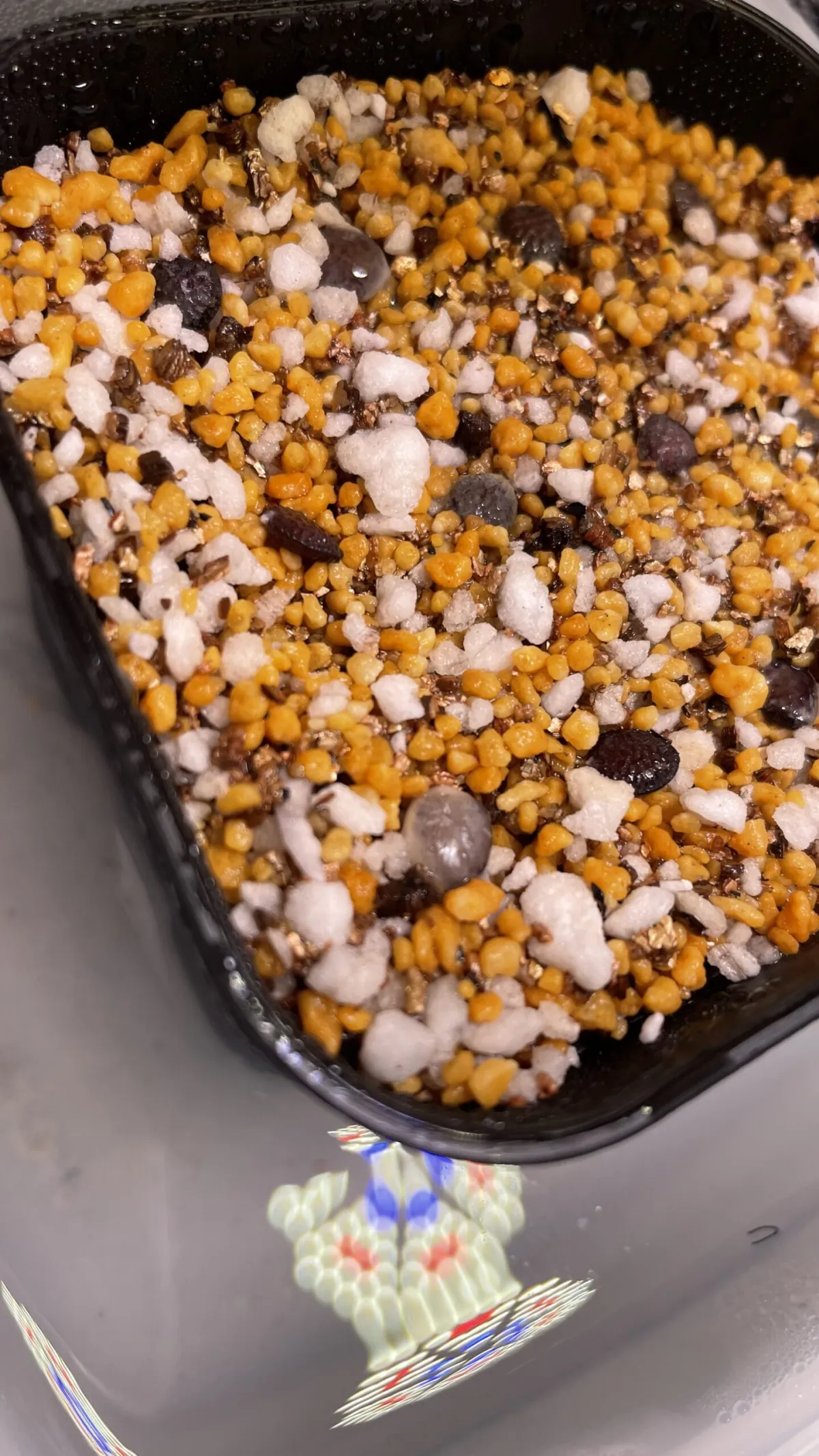 Adenia globosa (アデニア グロボーサ)