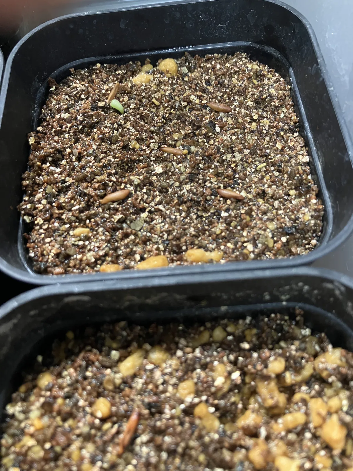 [無料種子] 発芽難 パキポディウム グラキリス　 Pachypodium rosulatum var. gracilius