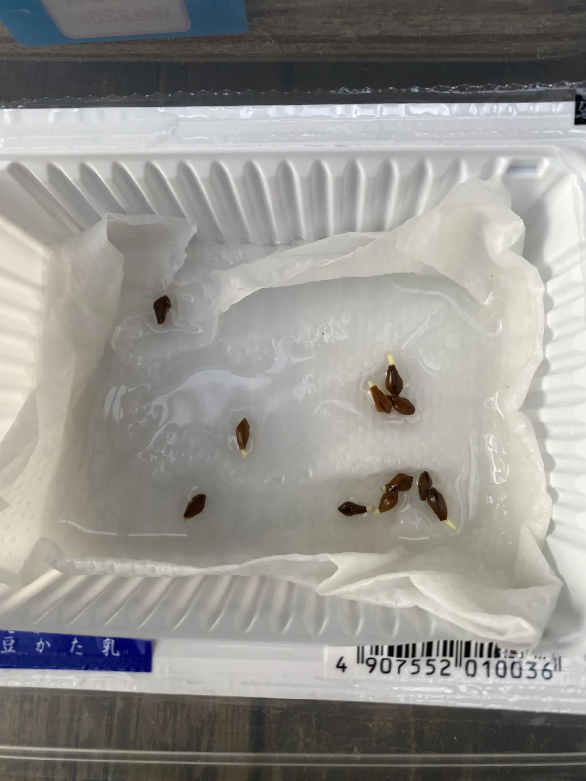 Senna meridionalis (センナ メリディオナリス)