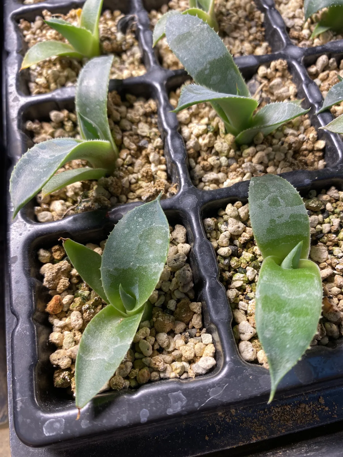 Agave parryi var. truncata (アガベ パリー トランカータ)