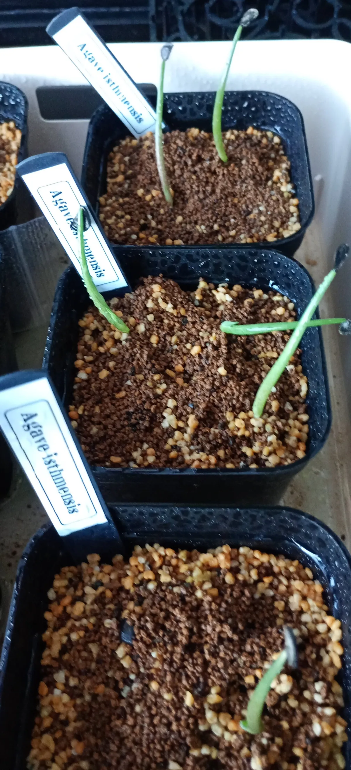 Agave isthmensis (アガベ イシスメンシス)