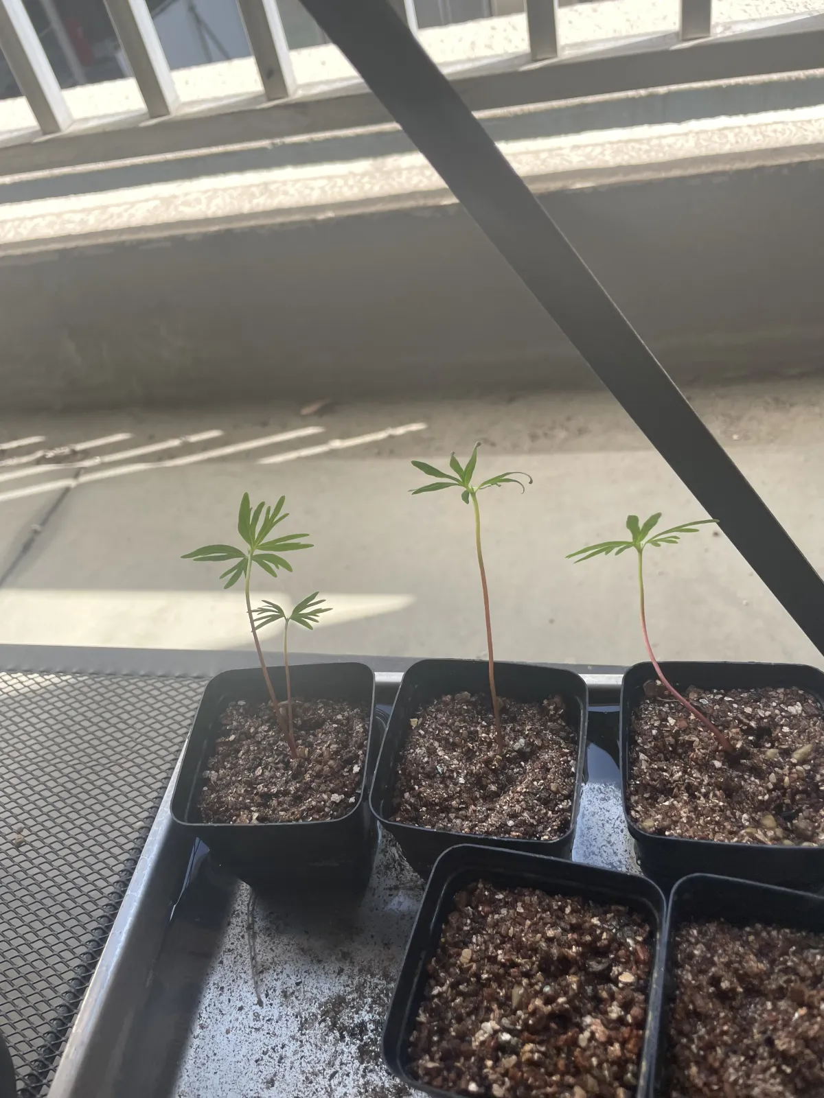 Bursera fagaroides (ブルセラ ファガロイデス)