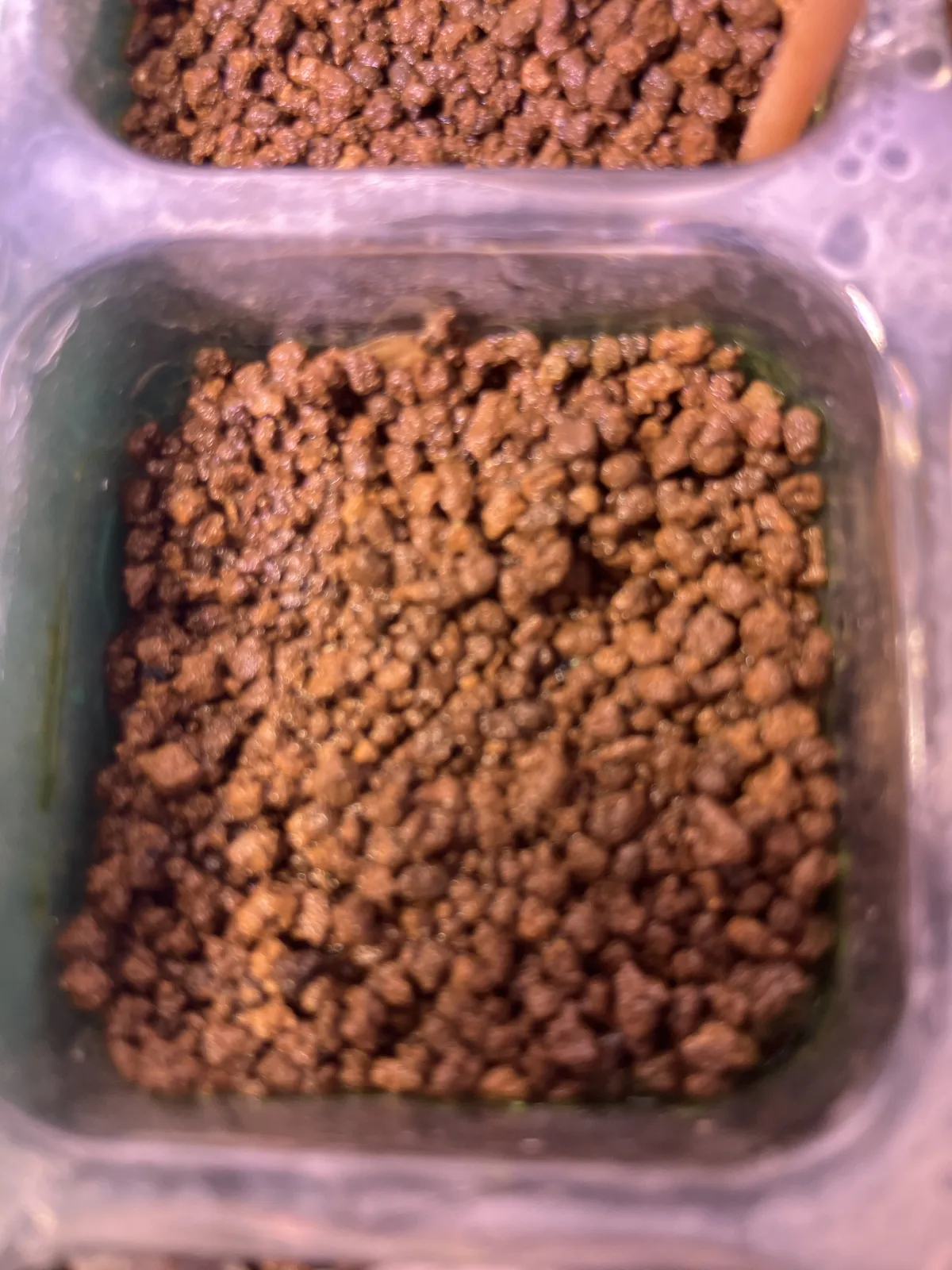 Operculicarya decaryi (オペルクリカリア デカリー)