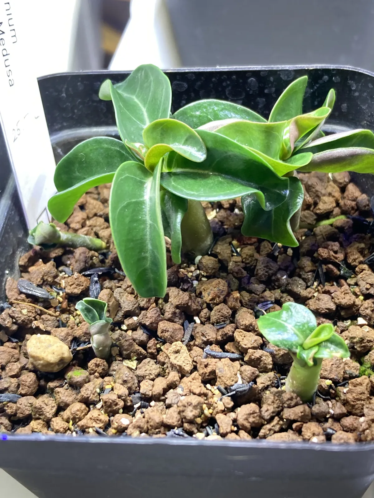 Adenium DHA Medusa (アデニウム DHA Medusa)