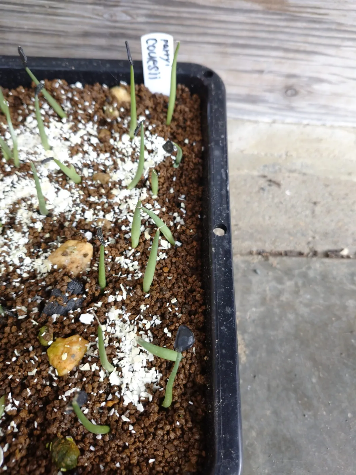 Agave parryi var. couesii (アガベ コウエシー)