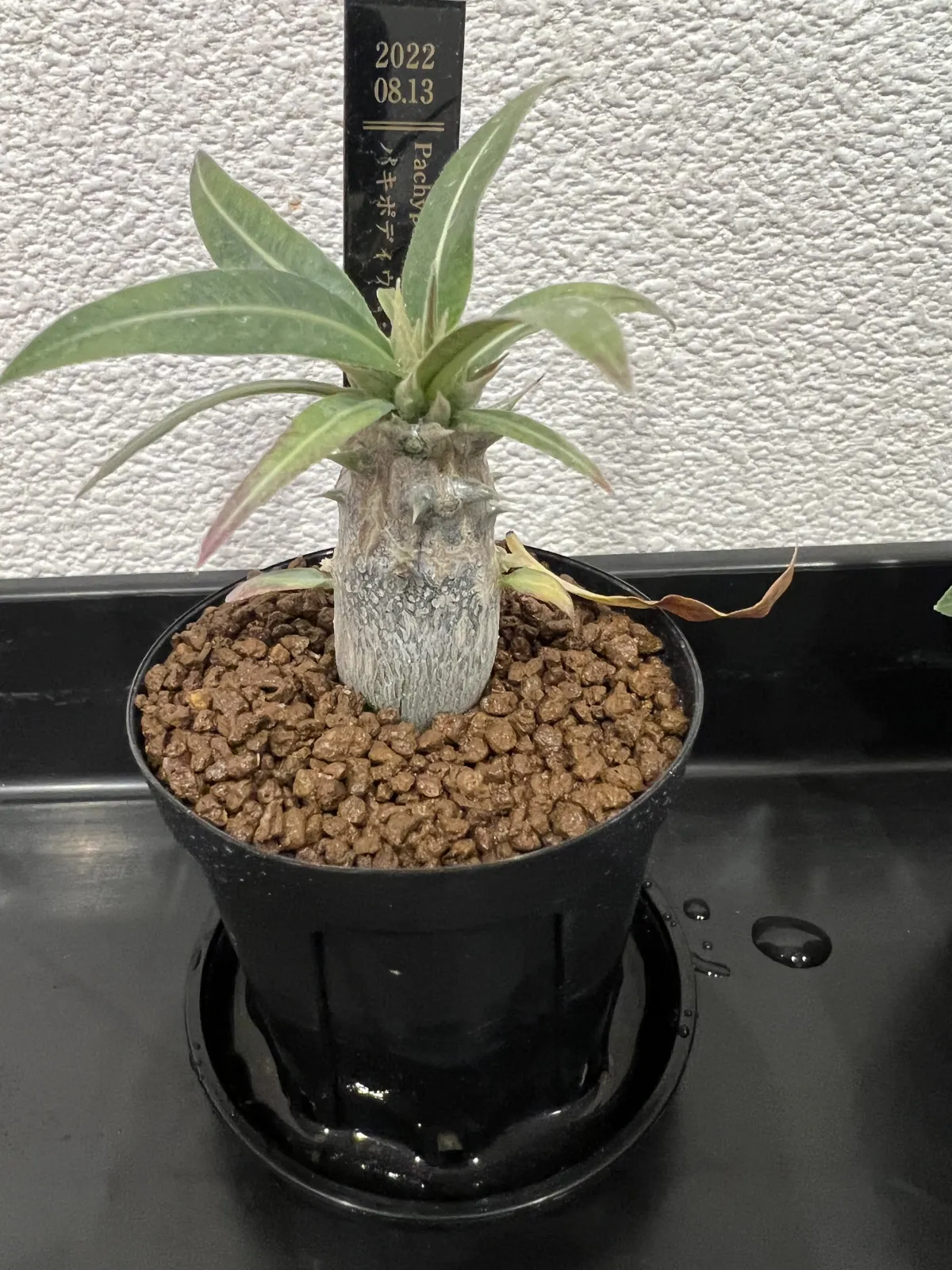 Pachypodium rosulatum ssp. rosulatum (パキポディウム ロスラーツム)