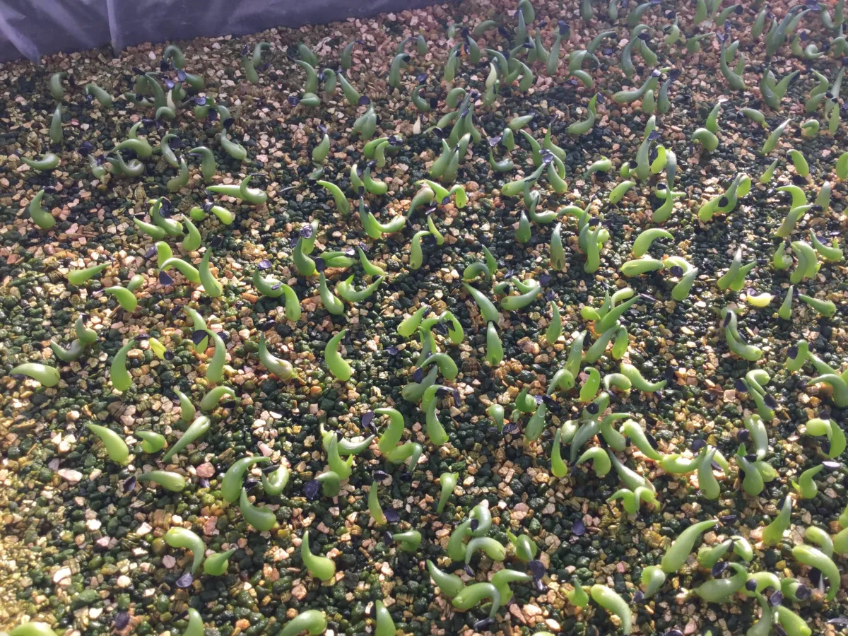 Agave titanota (アガベ チタノタ ドワーフ)