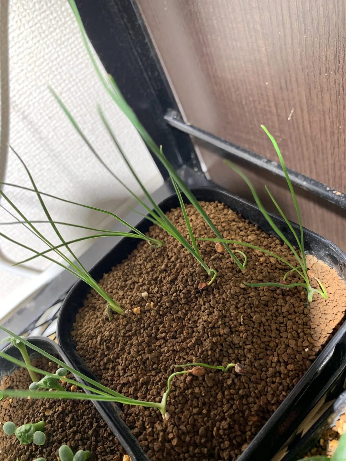 Pachypodium bispinosum (パキポディウム ビスピノーサム)