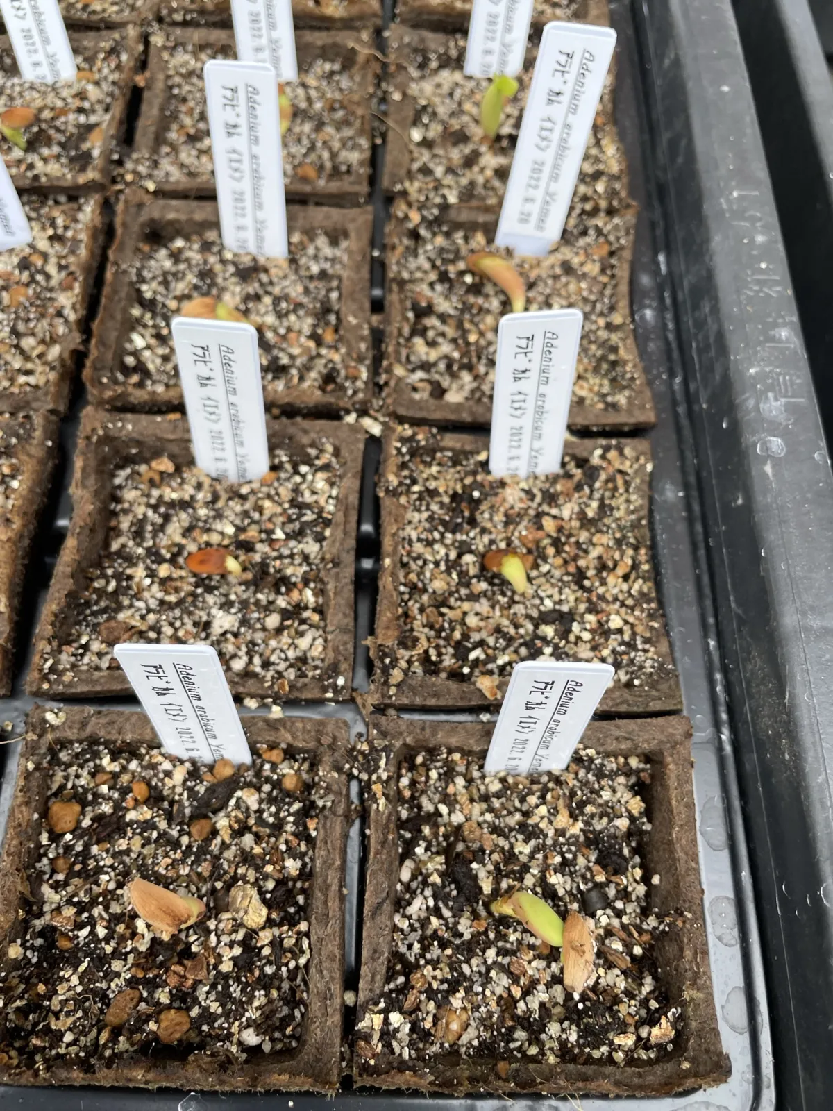 Adenium arabicum (アデニウム アラビカム イエメン)