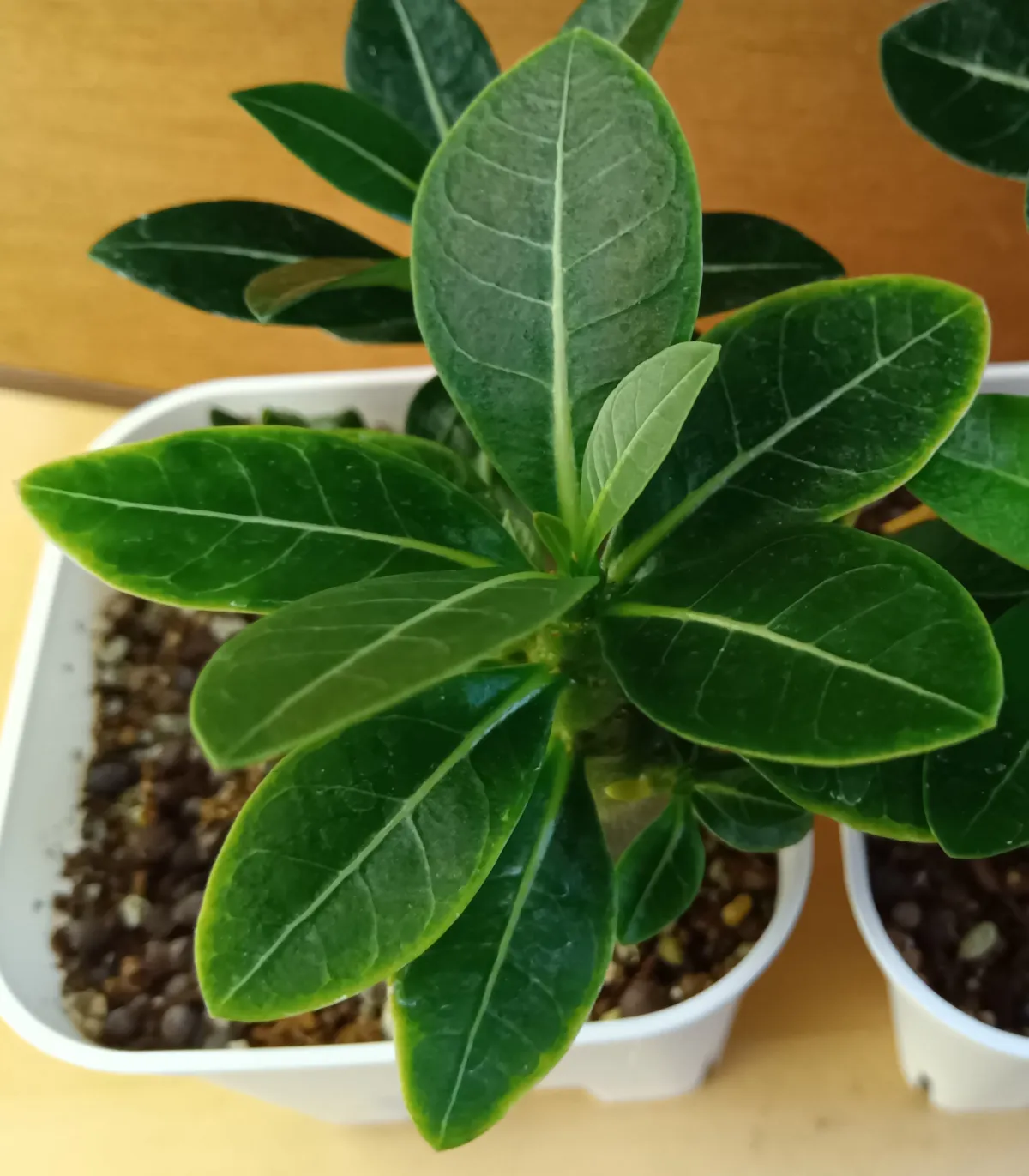 Adenium arabicum King Kong (アデニウム アラビカム キングコング)